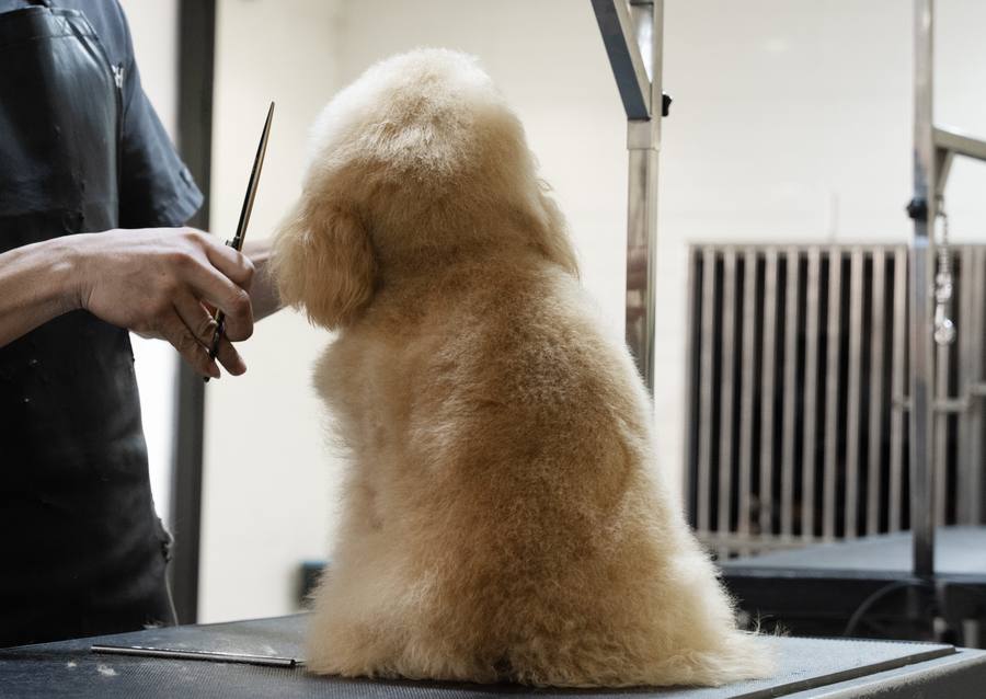 Grooming