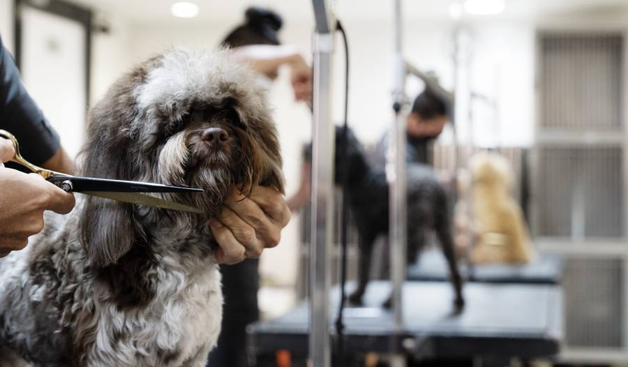 Grooming