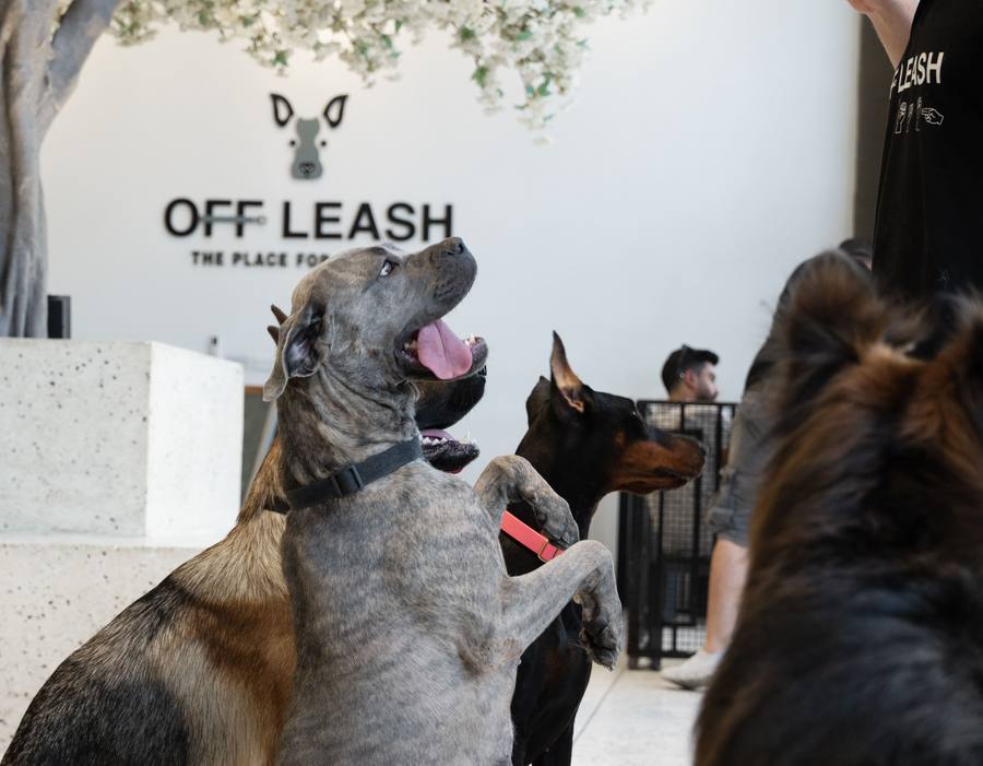 Large Dog Daycare