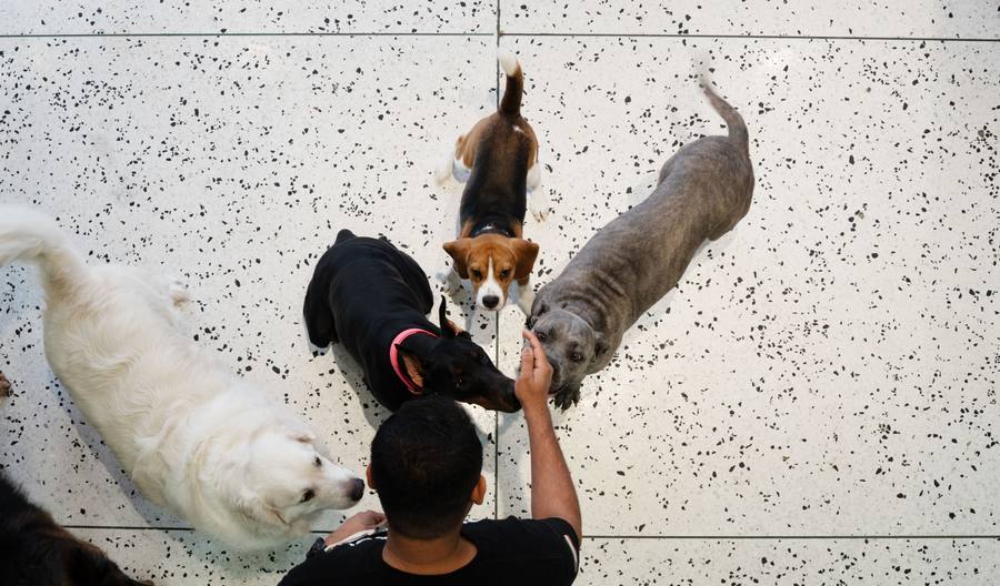 Large Dog Daycare