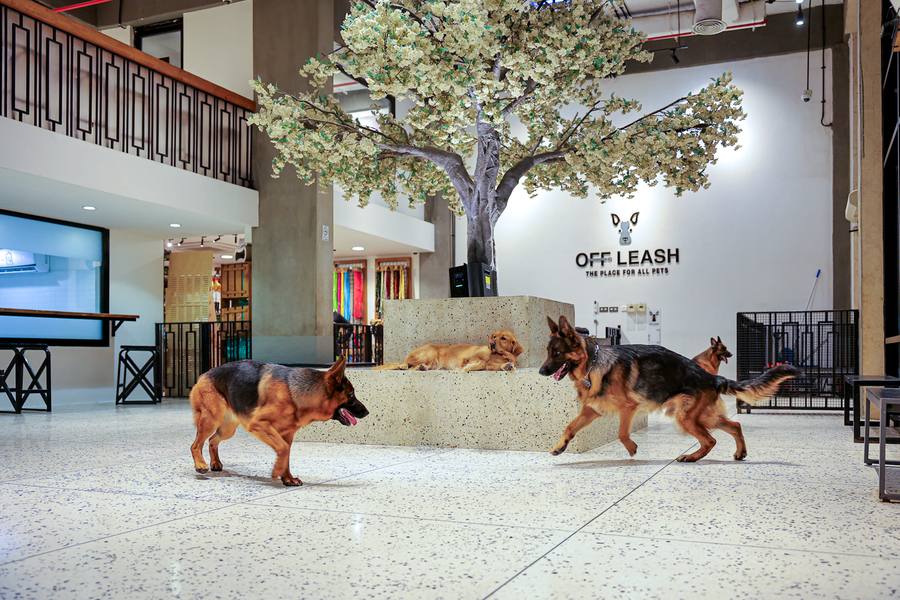 Large Dog Daycare
