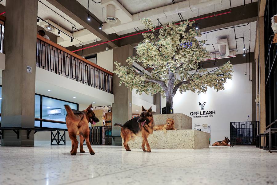Large Dog Daycare