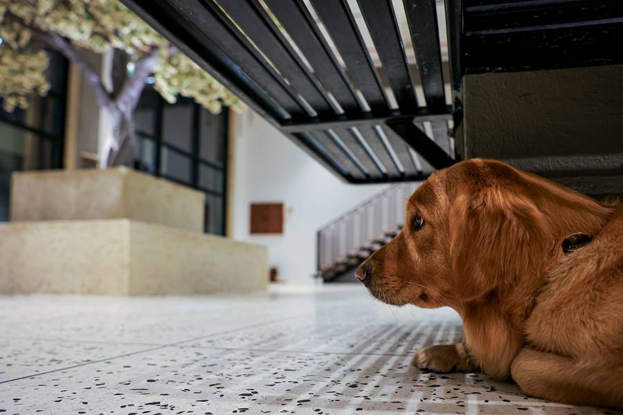 Large Dog Daycare
