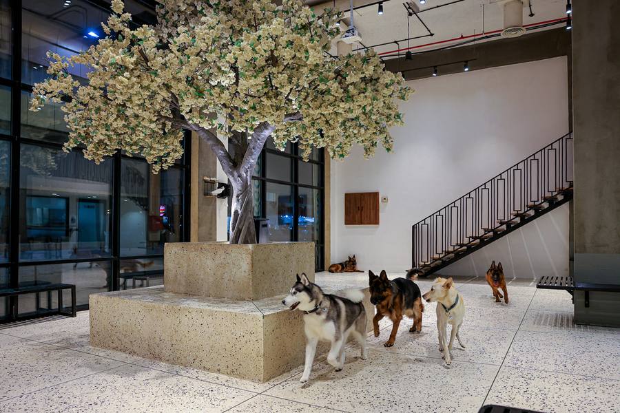Large Dog Daycare