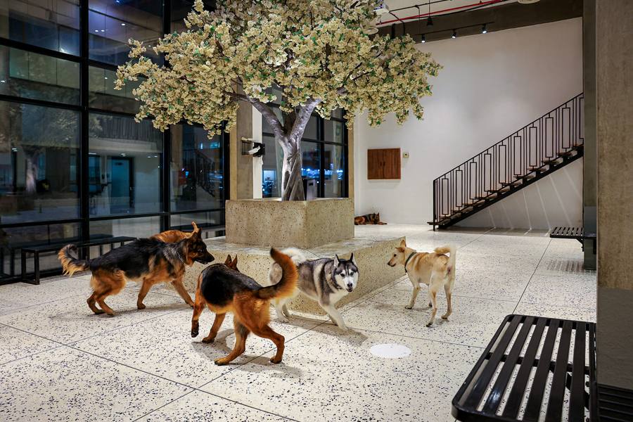 Large Dog Daycare