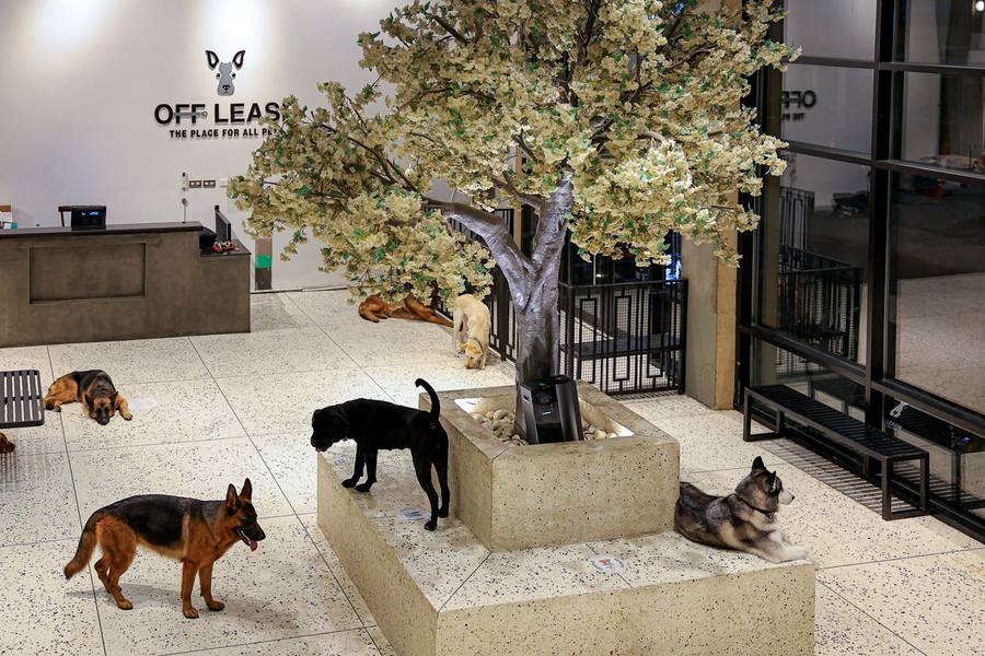 Large Dog Daycare