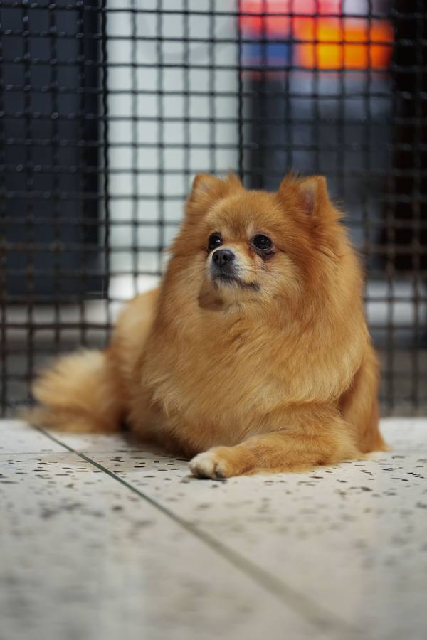 Small Dog Daycare