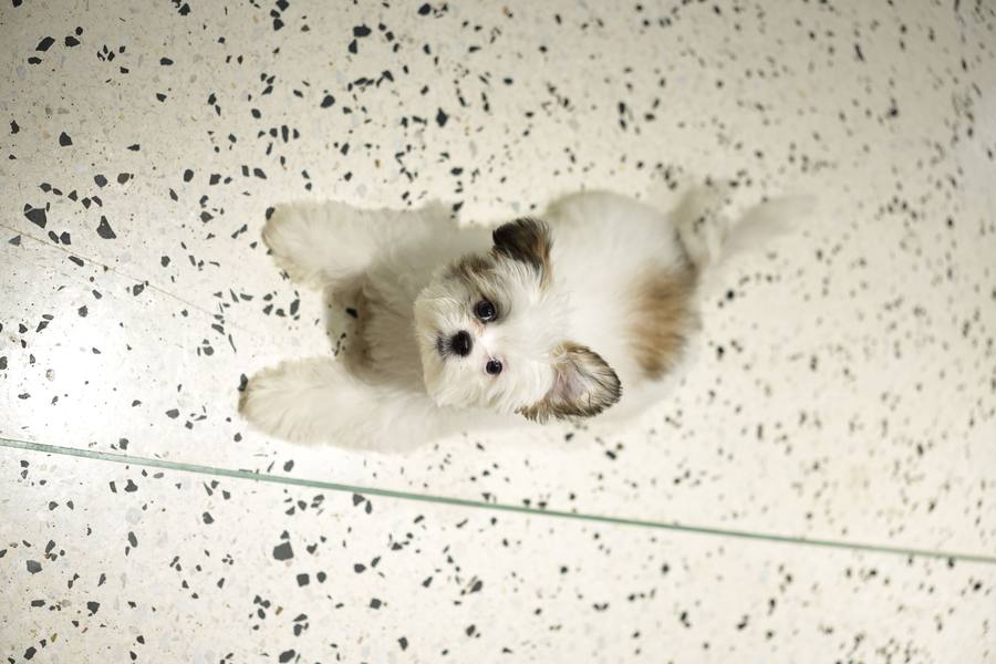 Small Dog Daycare
