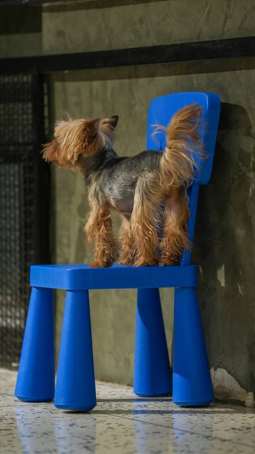 Small Dog Daycare